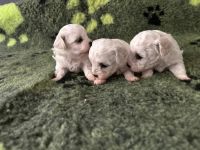 dziewczynki - 4 tygodnie